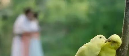 《长歌行》导演回应用鹦鹉吻替：是创意与致敬