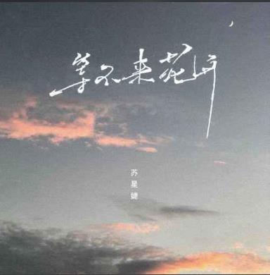 《等不来花开》歌曲最新网络热评