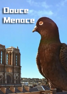 羽毛与巨鸟的旅行