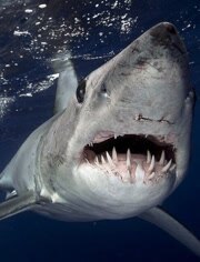BBC:完美鲨鱼