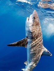 鲨鱼治疗法之大型鲨鱼