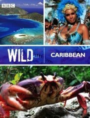 BBC:野性加勒比